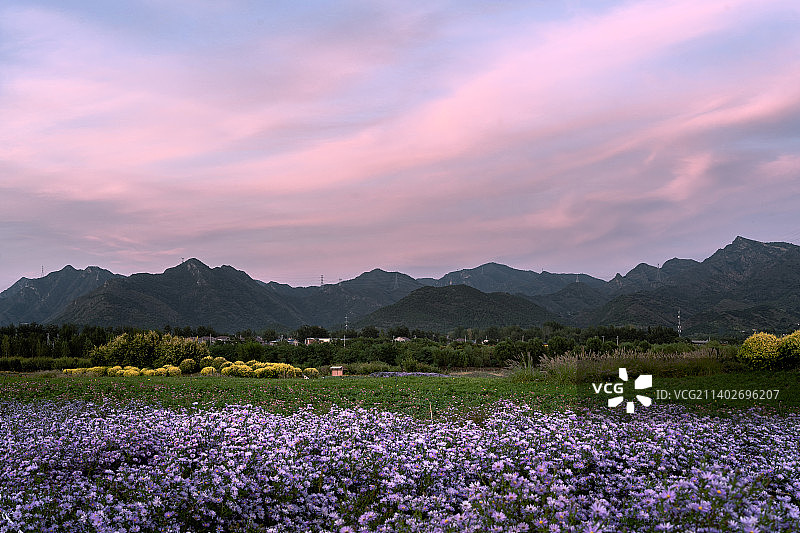 北京昌平七孔桥花海夕阳图片素材