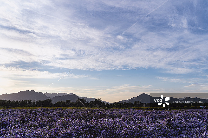 北京昌平七孔桥花海图片素材