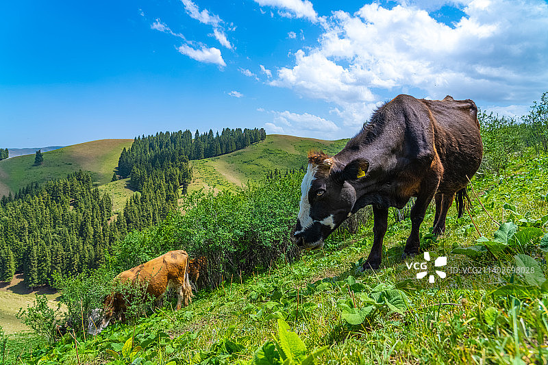 新疆伊犁 高山草原  牛在牧场上 吃草图片素材