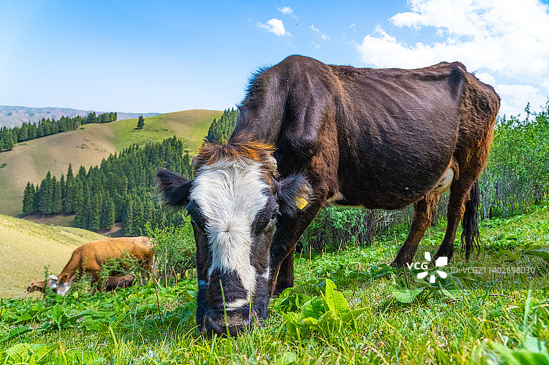 新疆伊犁 高山草原  牛在牧场上 吃草图片素材