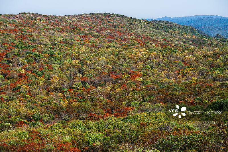 赏秋金龙山图片素材