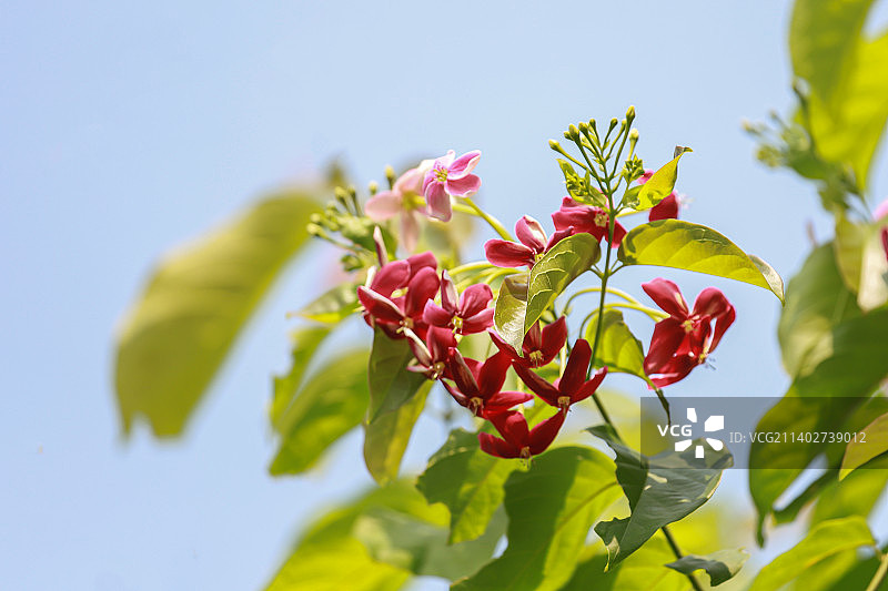 使君子图片素材