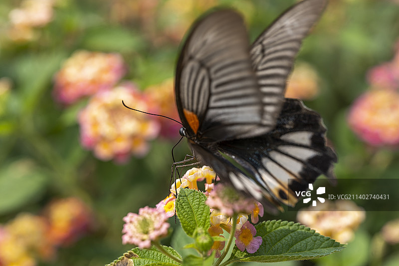 黑色凤尾蝶采食花粉图片素材