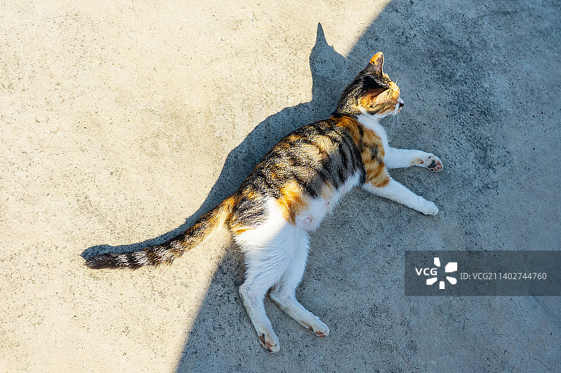 中国野生动物拍摄主题，地面上躺着一只条纹野猫流浪猫，户外白昼无人图像摄影图片素材