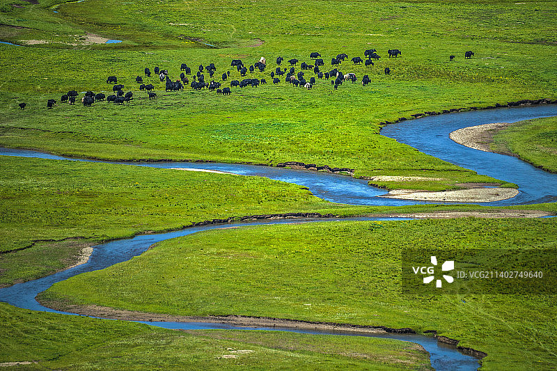 阿万仓的牛群图片素材