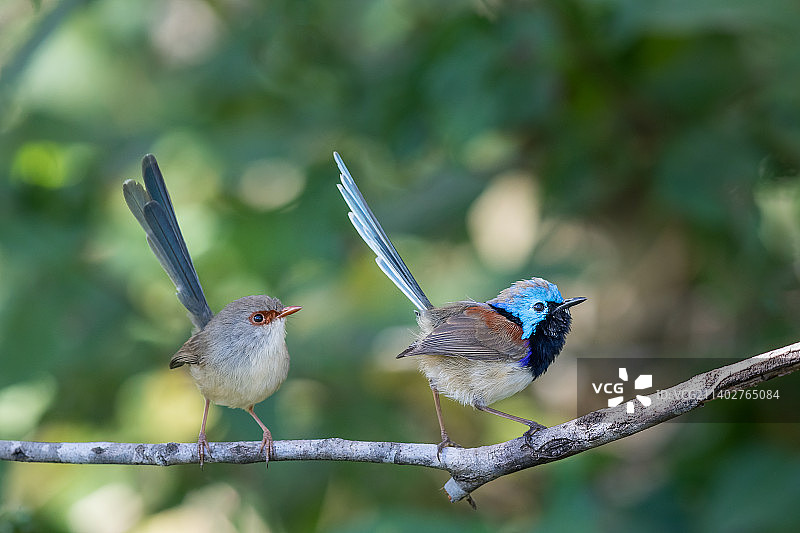 杂色细尾鹩莺（Variegated Fairywren）图片素材