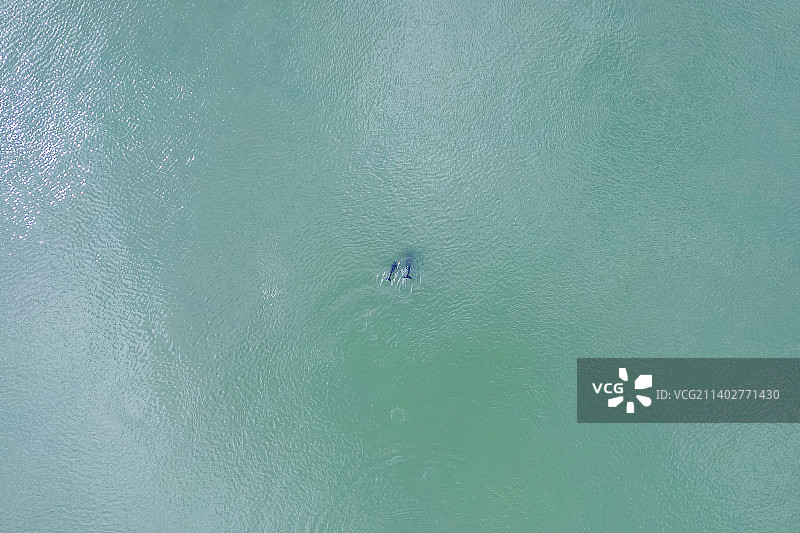 江豚戏水图片素材