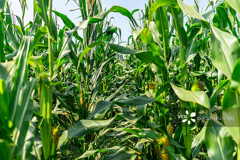 中国蔬菜拍摄主题，玉米地里结出绿色的玉米，户外无人图像摄影图片素材