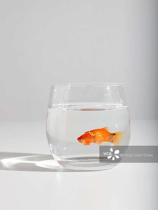 小朋友的童年时光，鱼缸中的金鱼图片素材