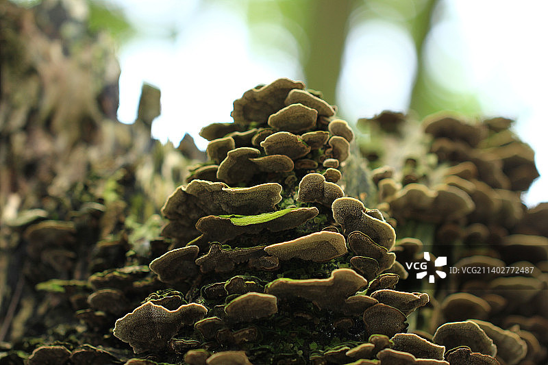 枯树上的蘑菇菌类图片素材