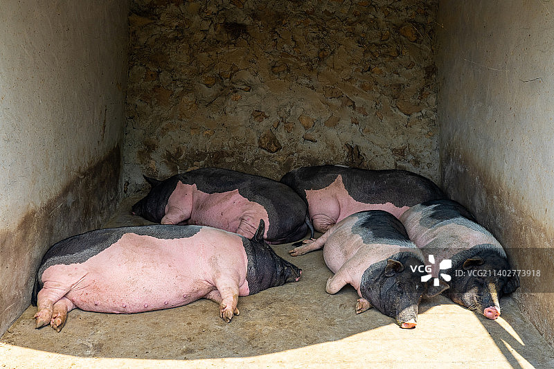 中国家畜牲口拍摄主题，猪圈里的粉色黑色的小猪，正在趴着睡觉，户外无人图像摄影图片素材