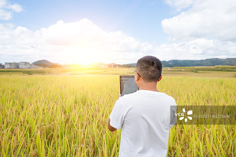 现代农业 稻田图片素材