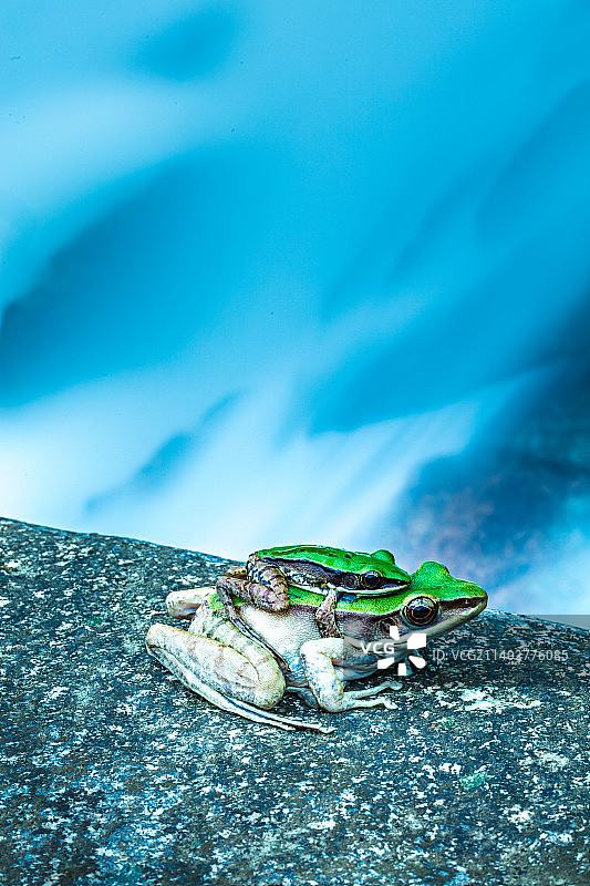 石头上的小青蛙图片素材