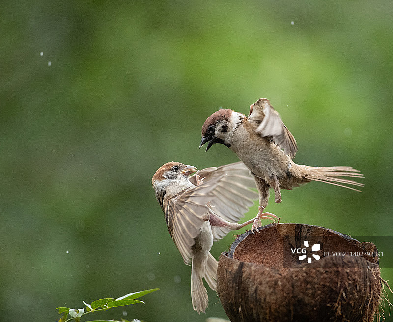 勇敢的独脚麻雀图片素材