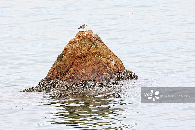 礁石上的玑鹬鸟图片素材