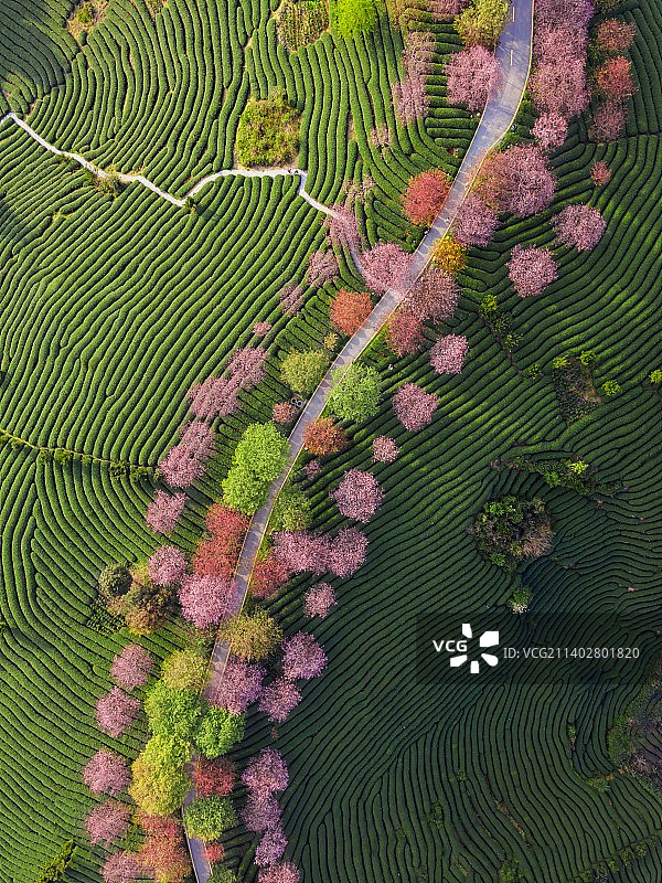 永福镇台品樱花茶园图片素材