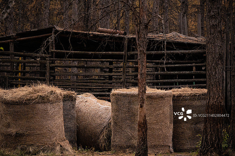 内蒙古｜根河敖鲁古雅图片素材