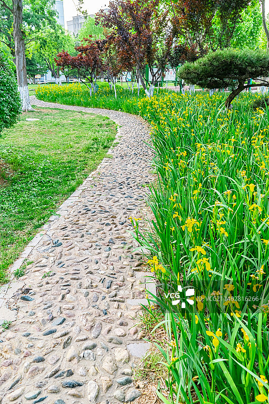 中国城市道理和野生植物拍摄主题，延伸的人行道和绿色的花坛和草坪，盛开的黄菖蒲，户外无人图像摄影图片素材