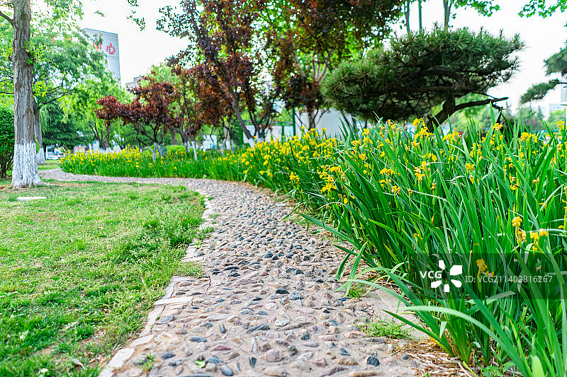 中国城市道理和野生植物拍摄主题，延伸的人行道和绿色的花坛和草坪，盛开的黄菖蒲，户外无人图像摄影图片素材