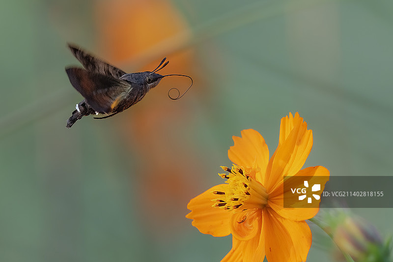 蜂鸟鹰蛾与硫化菊图片素材