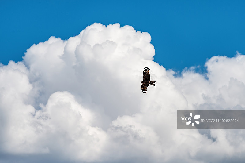 蓝天白云背景下的飞鹰图片素材