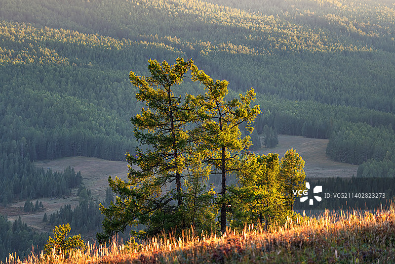 新疆喀纳斯山谷中的树图片素材