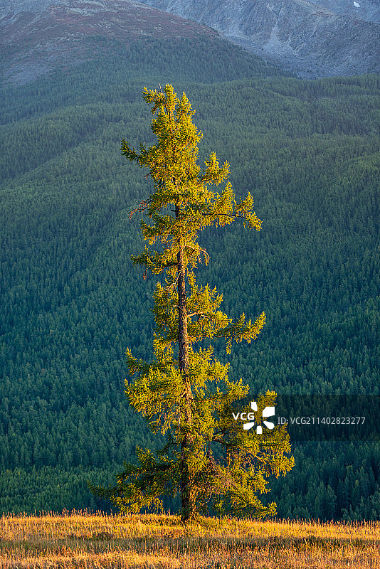 新疆喀纳斯山谷中的树图片素材