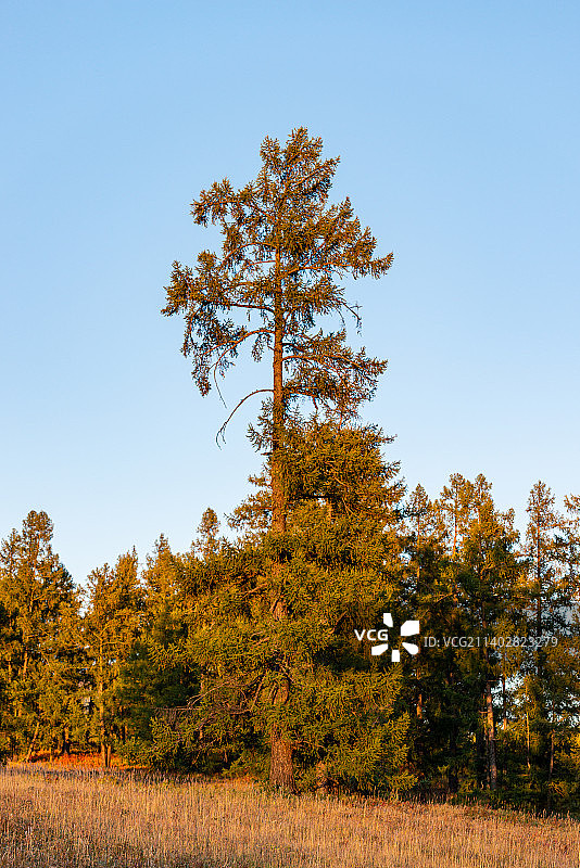 新疆喀纳斯山谷中的树图片素材