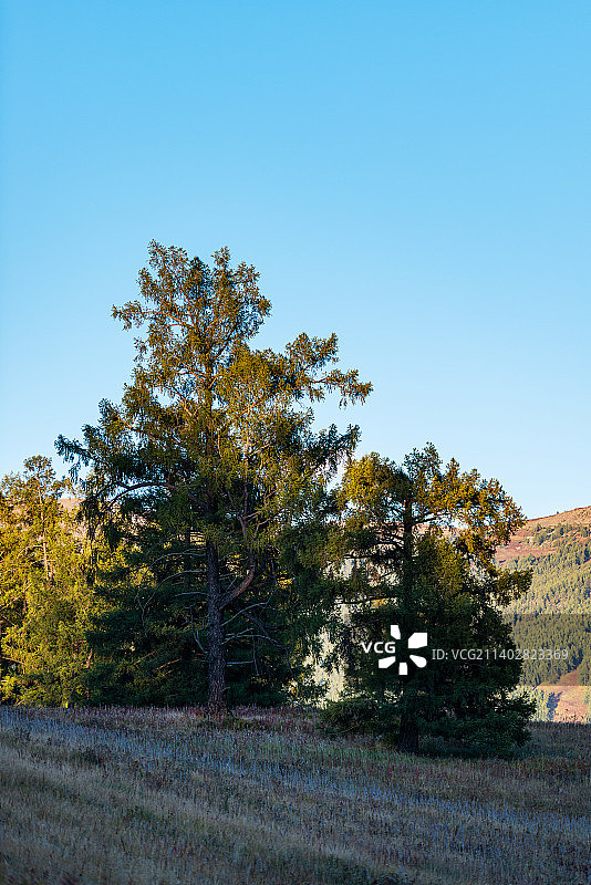 新疆喀纳斯山谷中的树图片素材