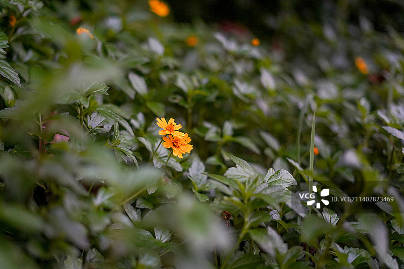 公园绿化带植物蟛蜞菊叶子和花图片素材