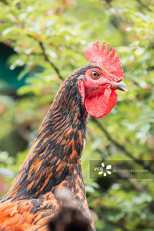 农村的鸡图片素材