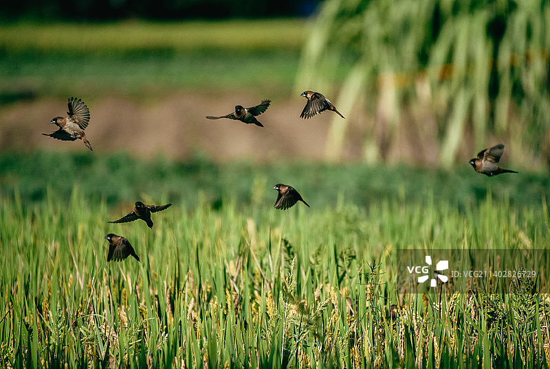 稻田里的白腰文鸟图片素材