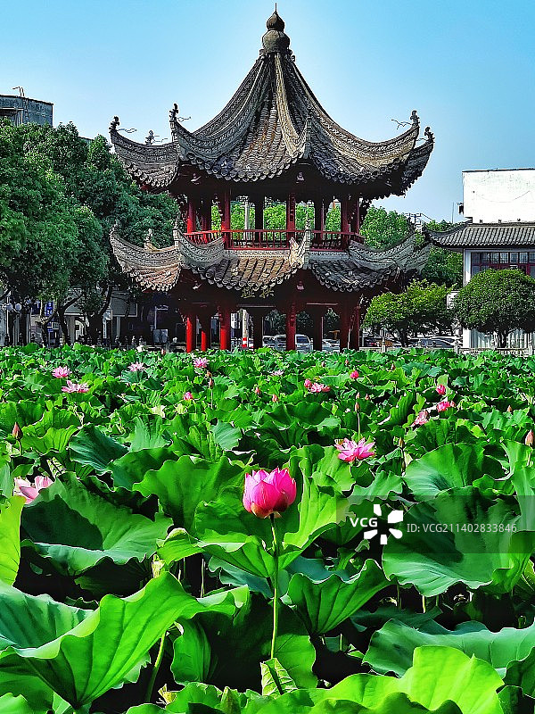 荷塘洗心亭图片素材