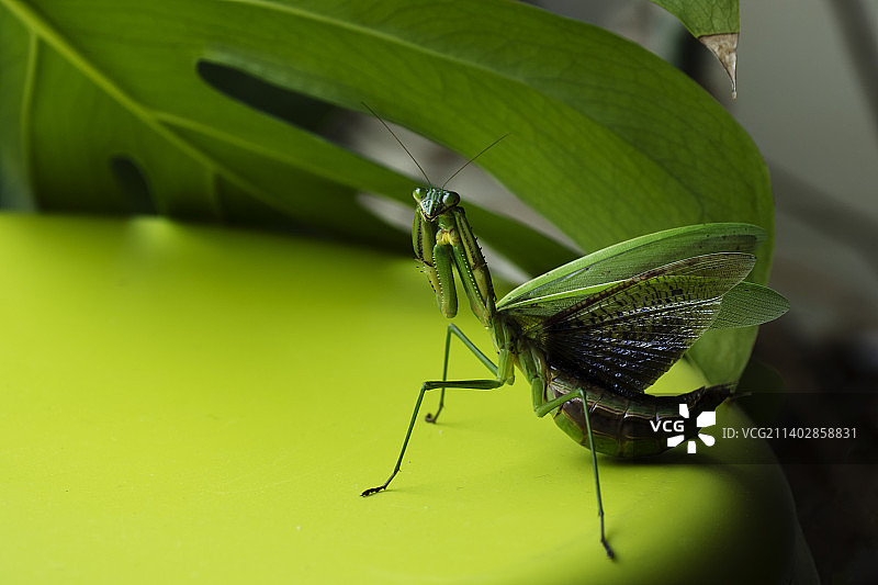 为你跳舞图片素材