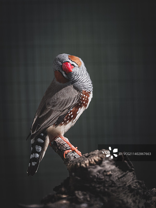 侧耳倾听图片素材