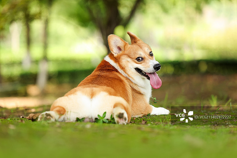 可爱的柯基犬图片素材