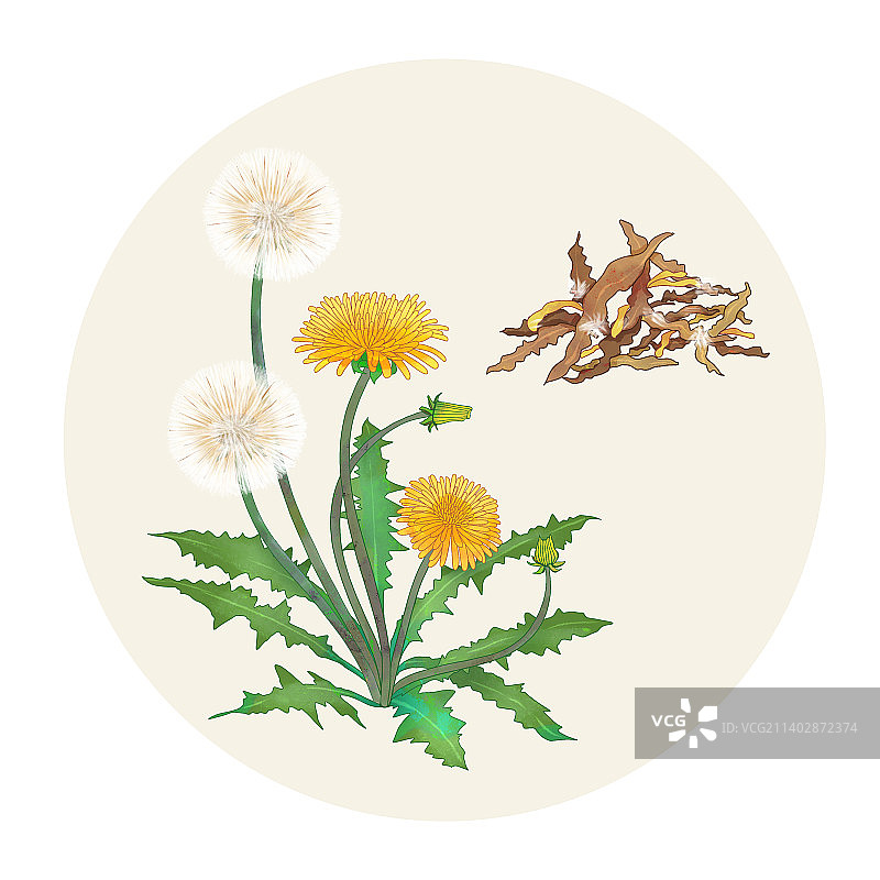 手绘水彩中药药材蒲公英插画图片素材
