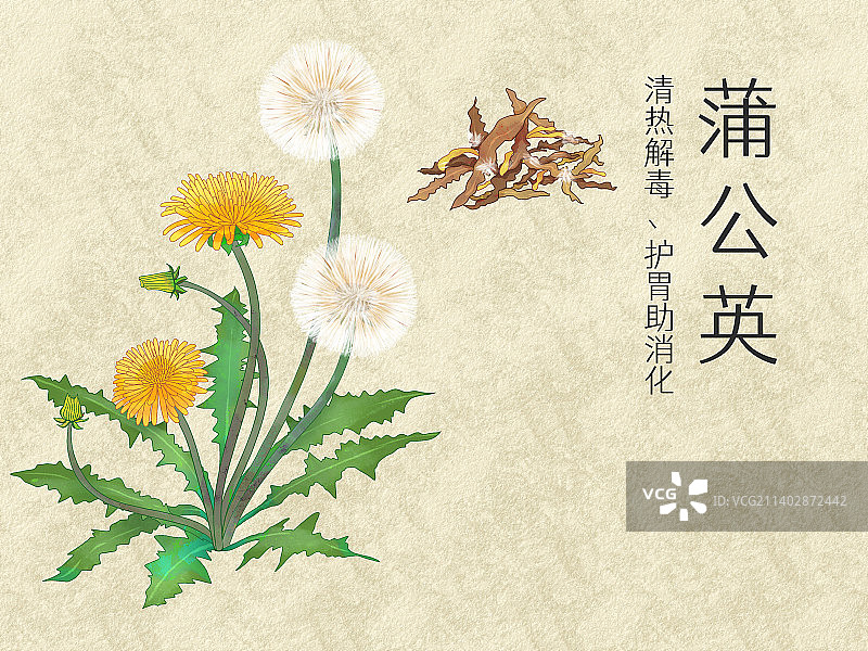 手绘水彩中药药材蒲公英插画图片素材