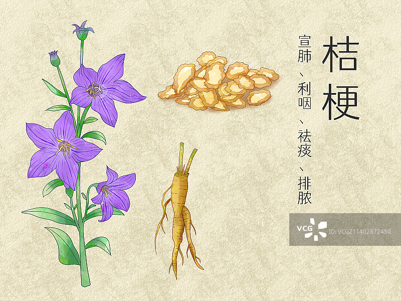 手绘水彩中药药材桔梗插画图片素材