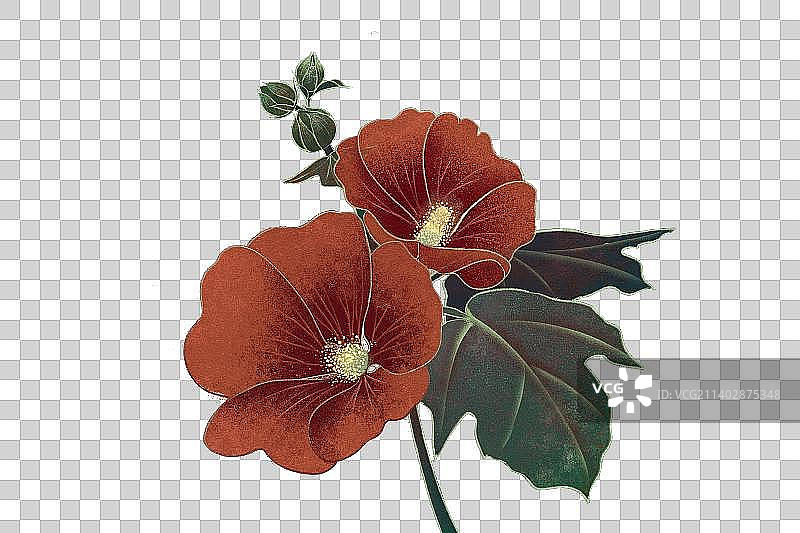 肌理岩彩风格植物系列七月蜀葵图片素材