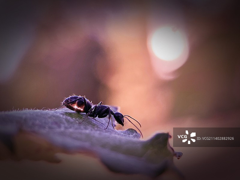 幽雅别致图片素材