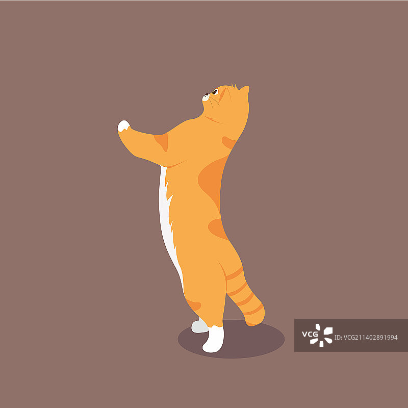 宠物猫橘猫卡通可爱插画图片素材