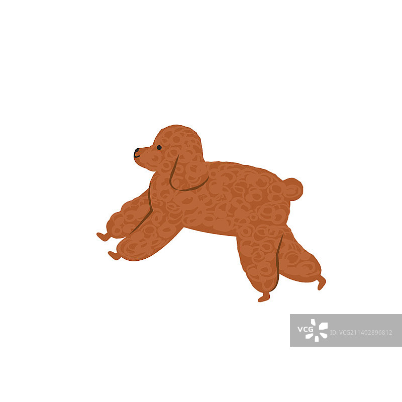 棕色的贵宾犬图片素材