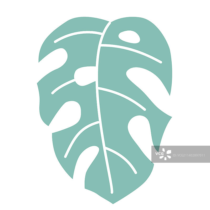 Monstera树叶图片素材