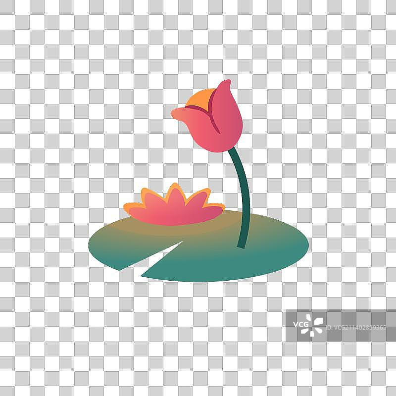 荷叶与荷花图片素材