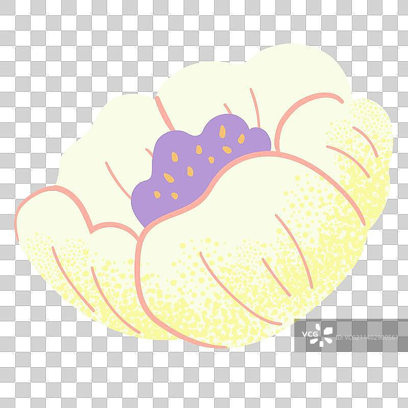 白牡丹花朵图片素材