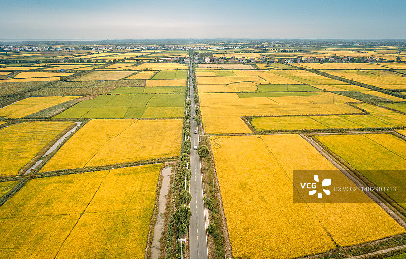 武汉江夏区的千亩稻田丰收图片素材