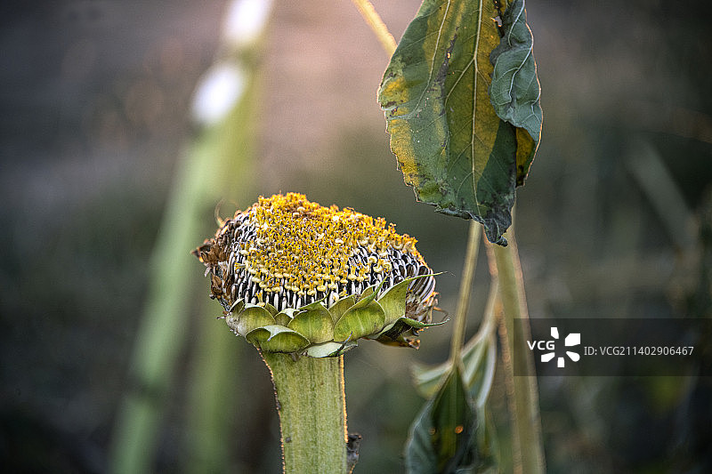 秋天的向日葵图片素材