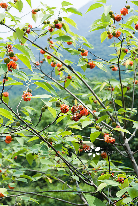 构树上的成熟的红构果图片素材