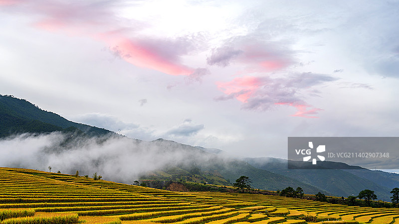 云南省怒江兰坪-水稻梯田图片素材